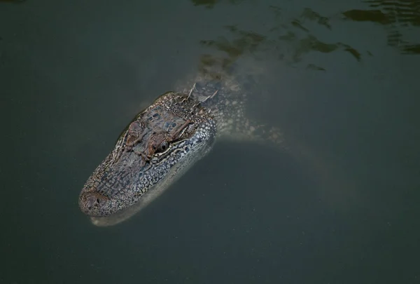 Ένας Νεαρός Αλιγάτορας Στο Νερό — Φωτογραφία Αρχείου