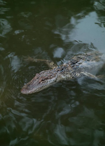 Giovane Alligatore Acqua — Foto Stock