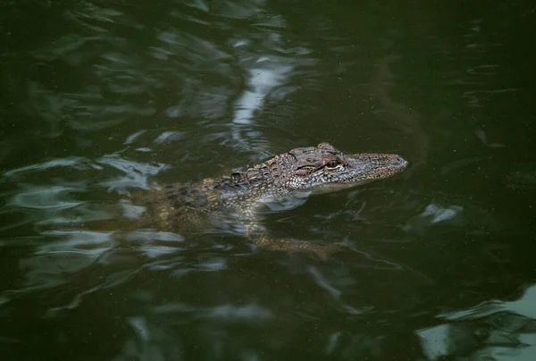 Giovane Alligatore Acqua — Foto Stock