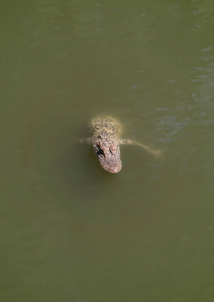 Ένας Νεαρός Αλιγάτορας Στο Νερό — Φωτογραφία Αρχείου