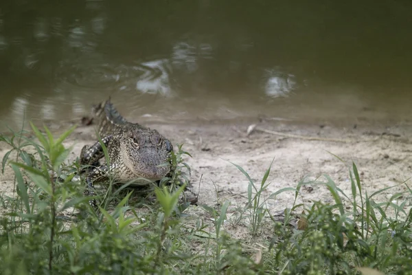 Joven Cocodrilo Junto Agua — Foto de Stock