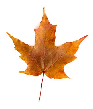 Beyaz Arkaplanda Tek Renkli Okuyan Yaprak