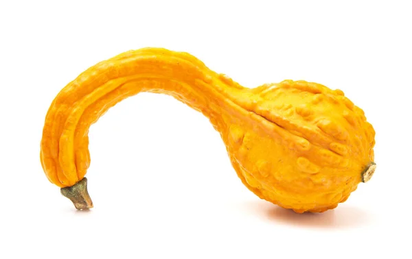 Een Bumpy Yellow Gourd Een Witte Achtergrond — Stockfoto