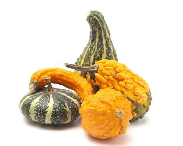 Group Five Different Gourds White Background — 스톡 사진