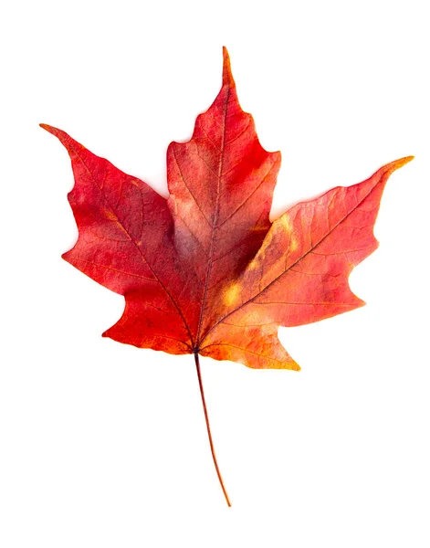 Przeczytaj Pojedynczy Kolorowy Liść Jesieni Białym Tle — Zdjęcie stockowe
