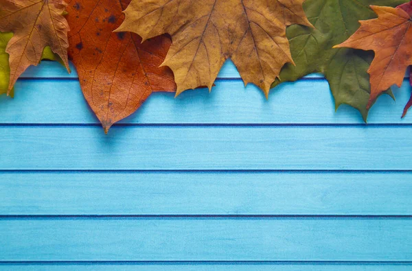 A Frame of Real Autumn Leaves on a Blue Wood Table