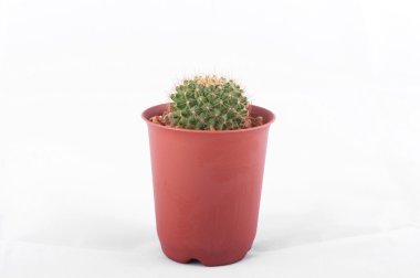 Kaktüs beyaz arkaplanda izole