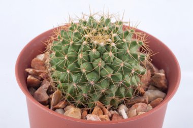 Kaktüs beyaz arkaplanda izole