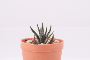 Kaktüs beyaz arkaplanda izole