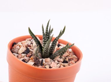 Kaktüs beyaz arkaplanda izole