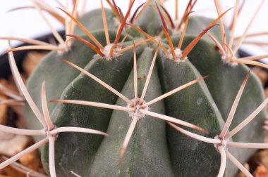 Kaktüs beyaz arkaplanda izole