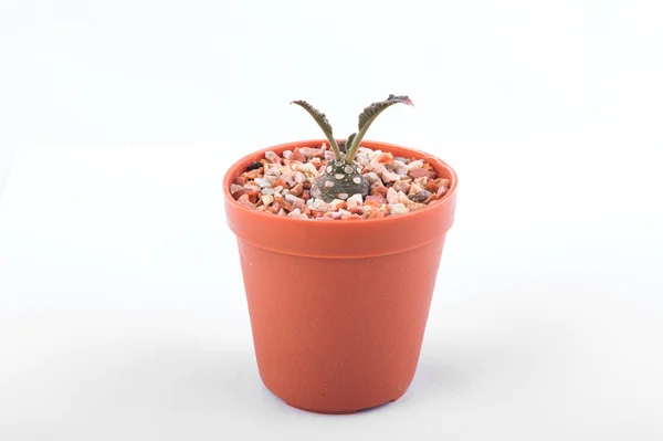 Cactus diisolasi pada latar belakang putih — Stok Foto