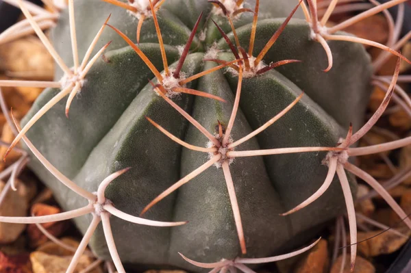 Cactus isolé sur fond blanc — Photo