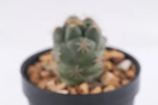 Kaktus eristetty valkoisella pohjalla — kuvapankkivalokuva