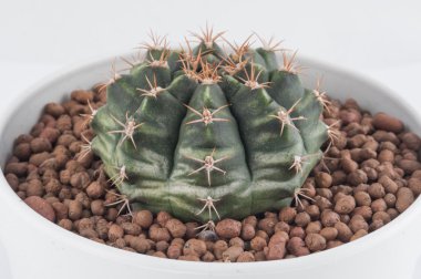 Kaktüs beyaz arkaplanda izole