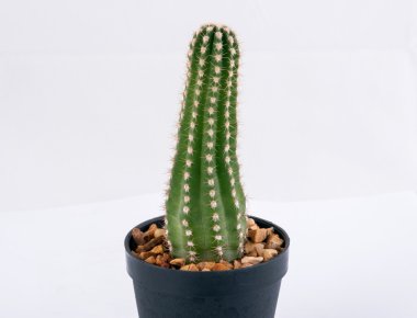 Kaktüs beyaz arkaplanda izole