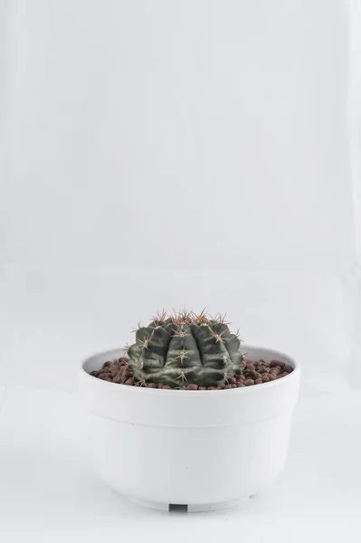 Cactus isolato su sfondo bianco — Foto Stock