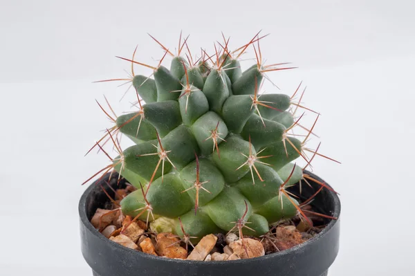 Cactus geïsoleerd op witte achtergrond — Stockfoto