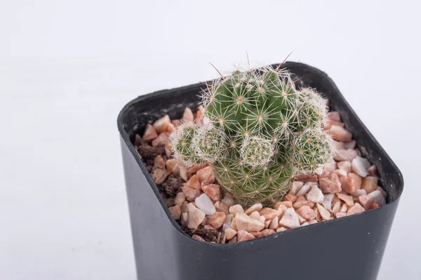 Cactus geïsoleerd op witte achtergrond — Stockfoto