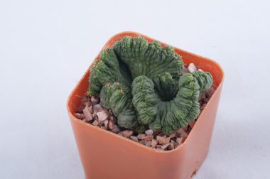 Kaktüs beyaz arkaplanda izole