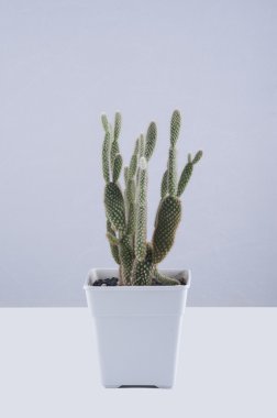 Kaktüs beyaz arkaplanda izole