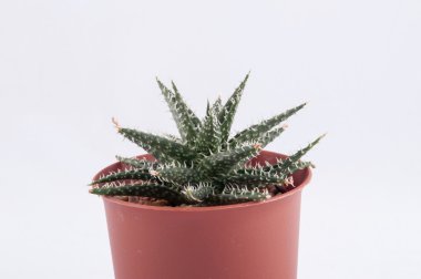 Kaktüs beyaz arkaplanda izole