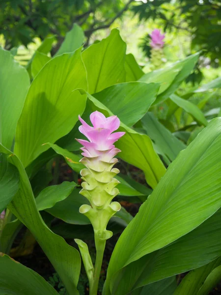 Curcuma alismatifolia veya Siam Lale veya yaz Lale garde içinde