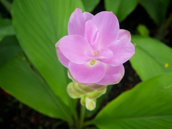 되더라도 alismatifolia 또는 시암 튤립은 예술가에서 여름 튤립 — 스톡 사진