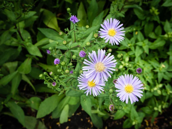 Sommerblumengarten — Stockfoto