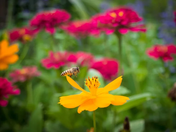 夏の花の庭 — ストック写真