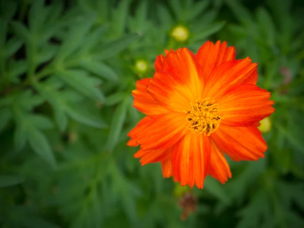 Sommerblumengarten — Stockfoto