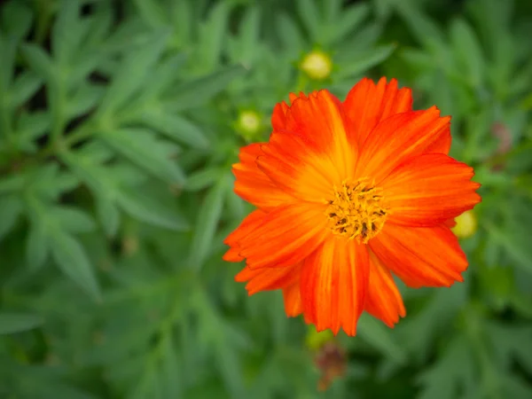 Sommerblumengarten — Stockfoto