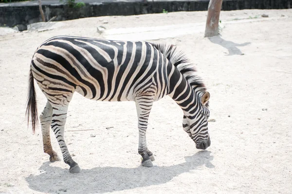 Zèbre dans un zoo de Koh Keaw, Thaïlande . — Photo