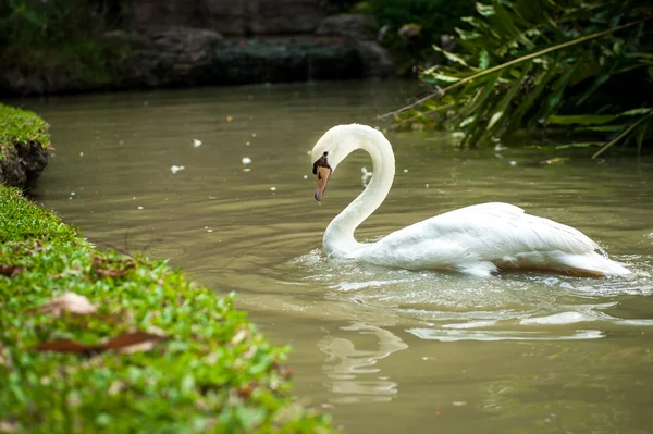 A goose in a garden — Stock Photo, Image