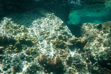 Coral reef, Tayland Andaman deniz ve sualtı çekimi
