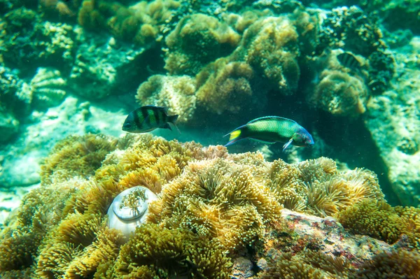 Pousse sous-marine de récif corallien, mer d'Andaman de Thaïlande — Photo