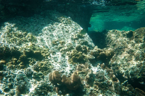 Pousse sous-marine de récif corallien, mer d'Andaman de Thaïlande — Photo