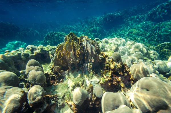 Pousse sous-marine de récif corallien, mer d'Andaman de Thaïlande — Photo