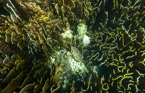 Pousse sous-marine de récif corallien, mer d'Andaman de Thaïlande — Photo