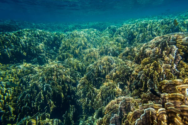 Pousse sous-marine de récif corallien, mer d'Andaman de Thaïlande — Photo