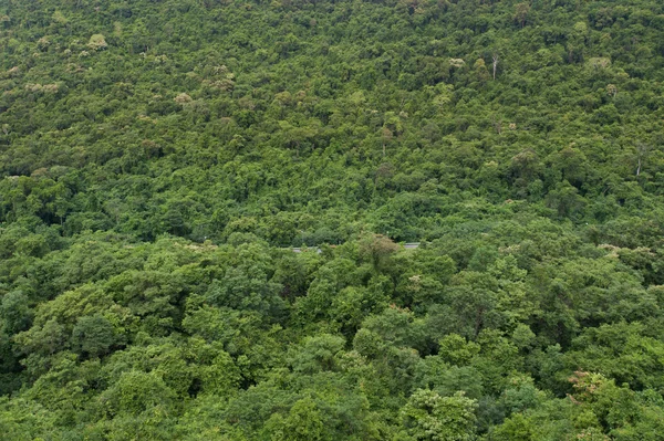 Forêt tropicale humide, Parc national de Ta-Phraya Thaïlande (Le patrimoine mondial de la nature ) — Photo