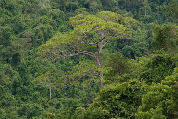 热带的雨林，Ta 南河国家公园泰国 （世界遗产的性质) — 图库照片