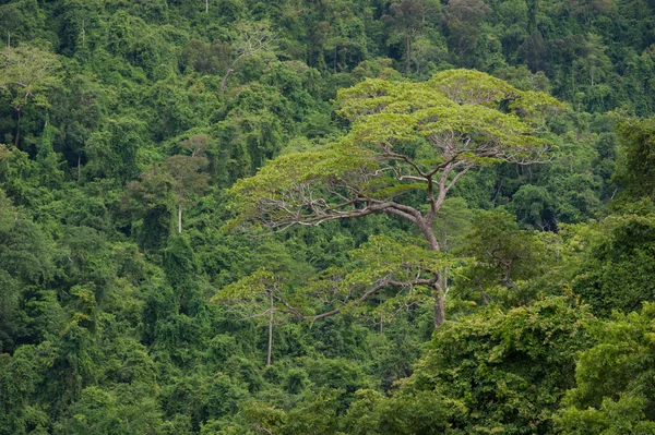 Tropischer Regenwald, ta-phraya Nationalpark Thailand (das Welterbe der Natur) — Stockfoto