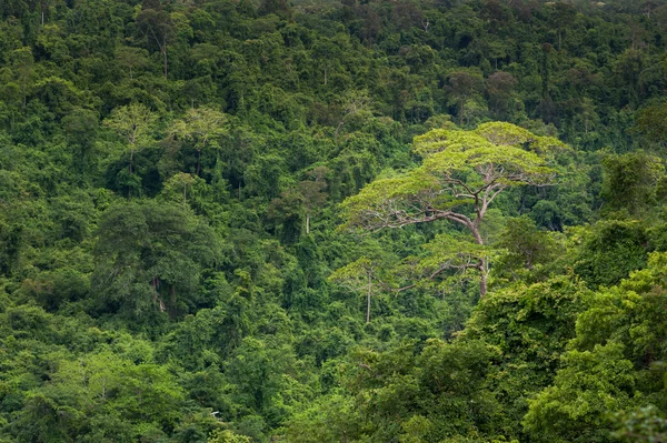 Forêt tropicale humide, Parc national de Ta-Phraya Thaïlande (Le patrimoine mondial de la nature ) — Photo
