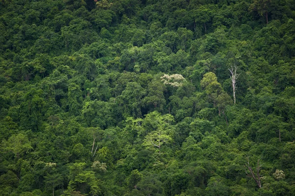 Tropikal yağmur ormanları, Ta-Phraya Milli Parkı Tayland (Dünya Mirası doğa) — Stok fotoğraf