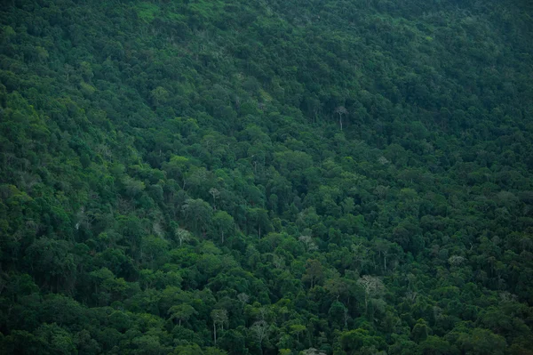 Тропические леса, Кхао Яй Национальный парк Таиланд (Всемирное наследие природы ) — стоковое фото