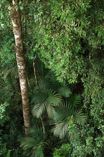 Tropical rainforest,Khao Yai National Park Thailand (The World Heritage of nature) — Stock Photo, Image