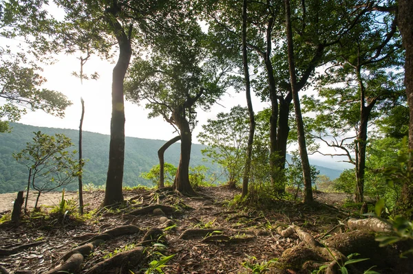 Tropischer Regenwald, Khao Yai Nationalpark Thailand (das Welterbe der Natur) — Stockfoto