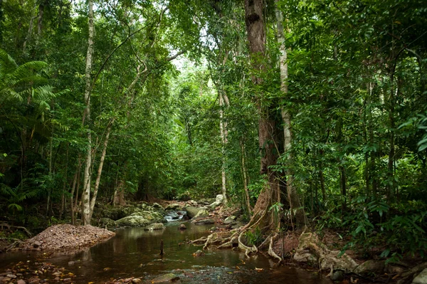 Тропічний дощовий ліс з зеленими деревами — стокове фото