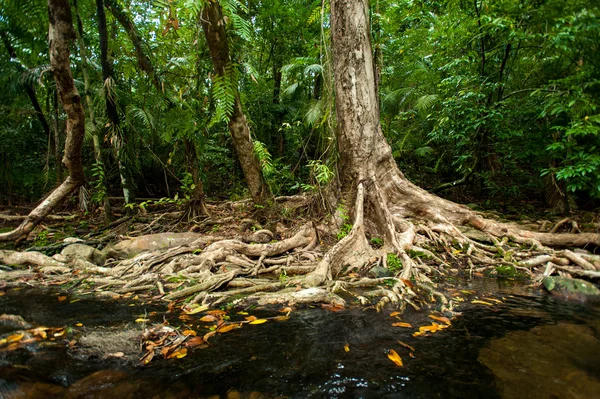 Tropischer Regenwald mit grünen Bäumen — Stockfoto